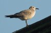 laughinggull2-14-1-07