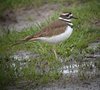 killdeer