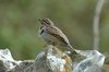 wryneck