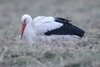 whitestork3