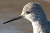 lesserYellowlegs-4-2-07