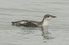 longbilledmurrelet4