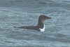 brunnichsGuillemot