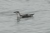 longbilledmurrelet2