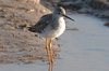 lesserYellowlegs6-4-2-07