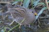 spotcrake2