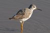 lesserYellowlegs5-4-2-07