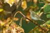 ybwarbler-7-10-07