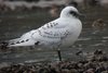 ivorygull2-3-12-02