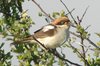 woodchat03