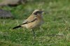 desertwheatear5-25-11-07