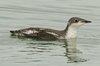 longbilledmurrelet6