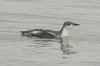 longbilledmurrelet