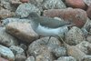 spottedsandpiper