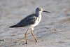 lesserYellowlegs3-4-2-07