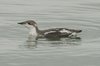 longbilledmurrelet5