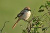 turkestanshrike2-3-6-03