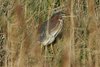 greenheron2