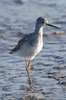 lesserYellowlegs2-4-2-07