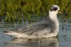 greyphal3-19-12-06