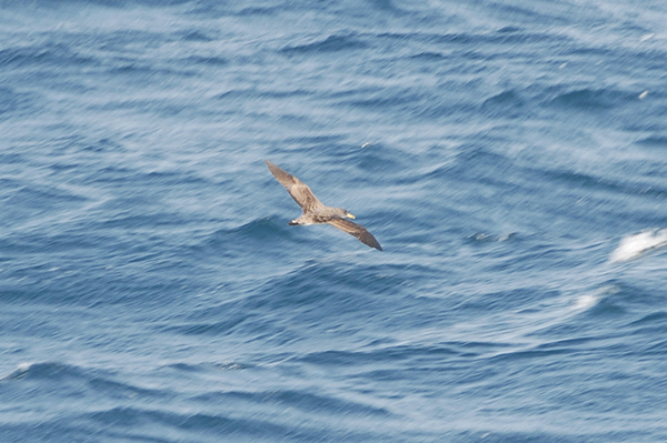 Cory's Shearwater