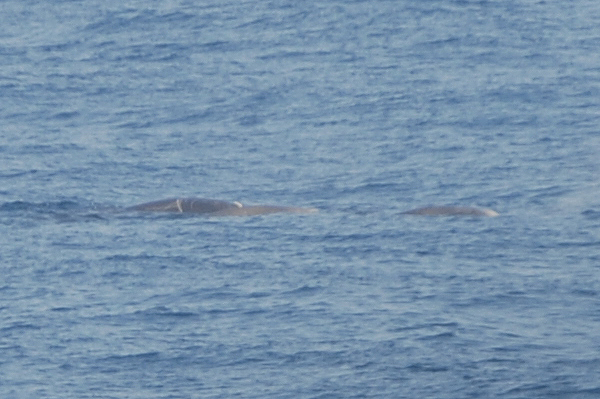 Cuvier's Beaked Whale