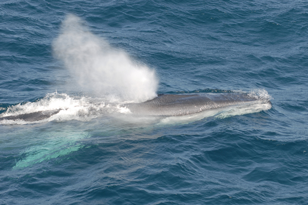 Fin Whale