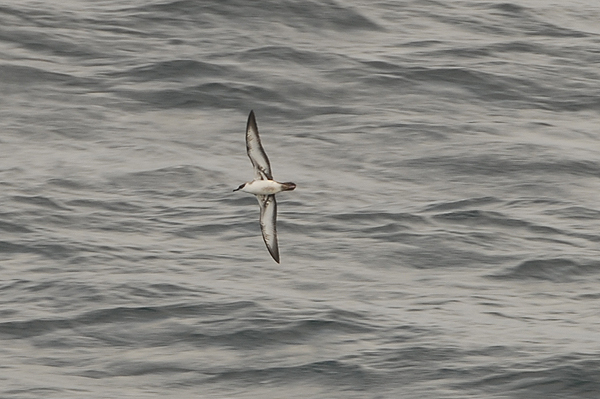 Great Shearwater