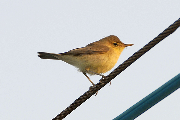 Melodious Warbler