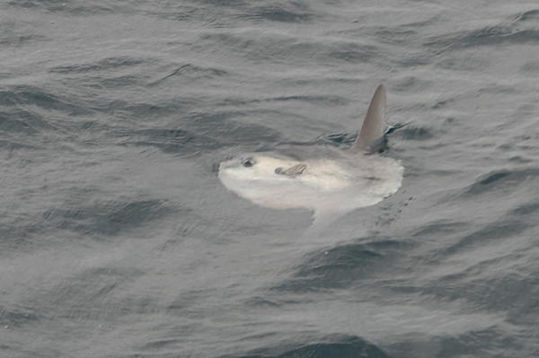 Ocean Sunfish