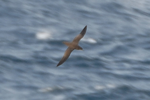 Sooty Shearwater