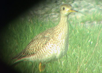 Upland Sandpiper