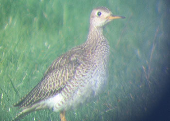 Upland Sandpiper