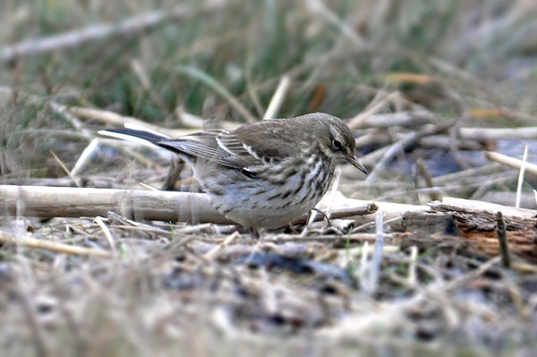 Water Pipit