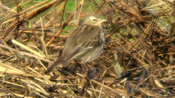 Water Pipit