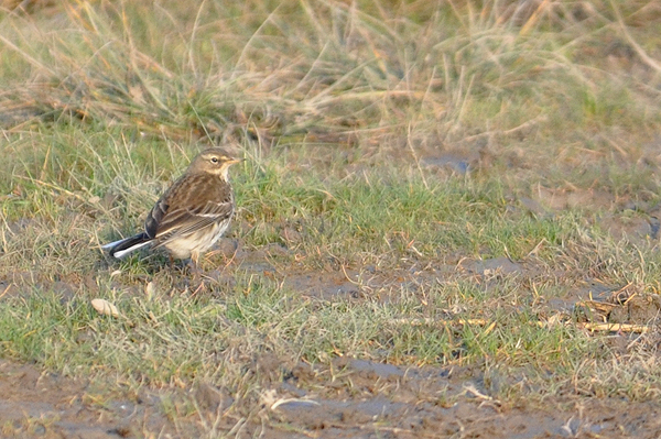 Water Pipit