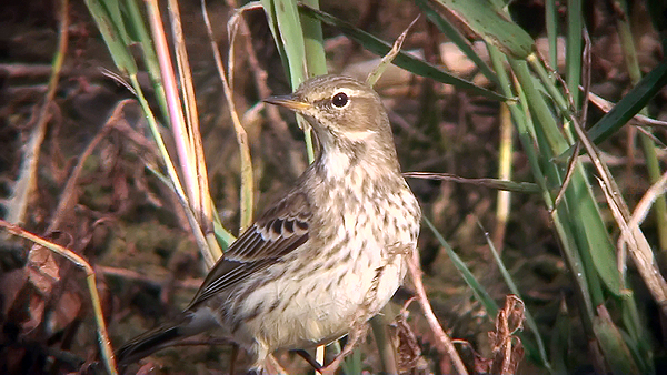 Water Pipit