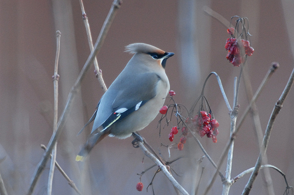 Waxwing