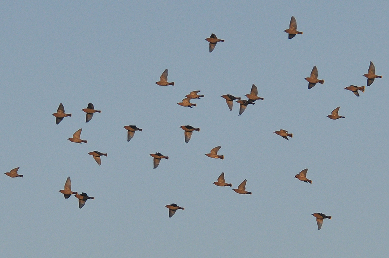 Waxwing