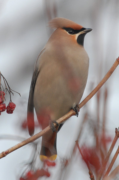 Waxwing