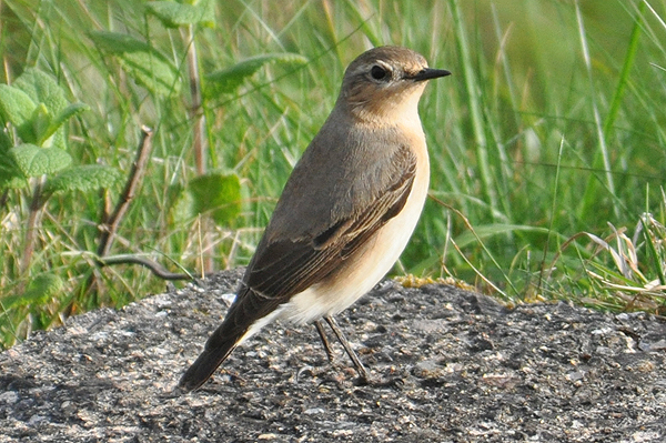 Wheatear