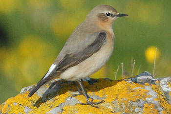 Wheatear