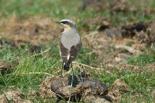 male wheatear