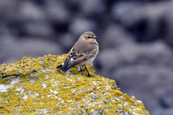 Wheatear