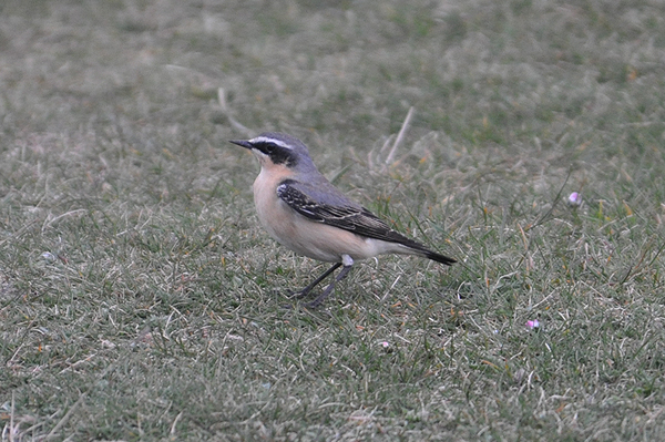 Wheatear