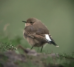 Northern Wheatear