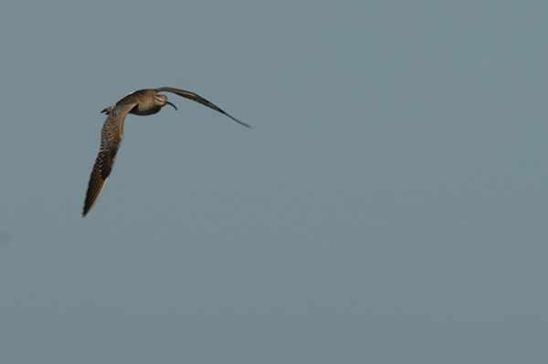 whimbrel