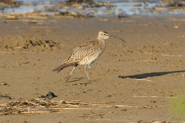 Whimbrel