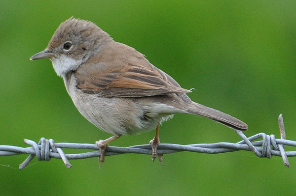 Common Whitethroat