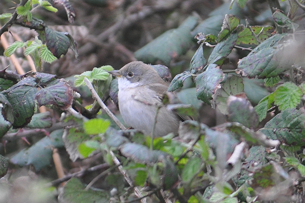 Whitethroat